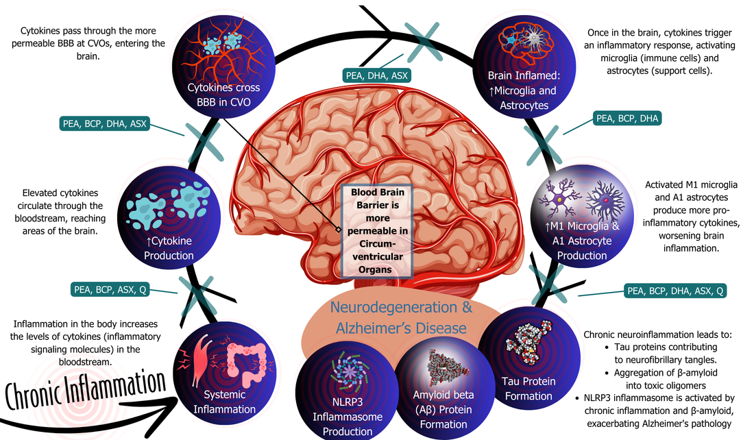 The Benefits of eCSeptionOL Formula for Brain Health in Mammals