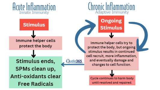 Muscle and Joint Health in Mammals: How eCSeptionOL Formula Alleviates Pain and Inflammation